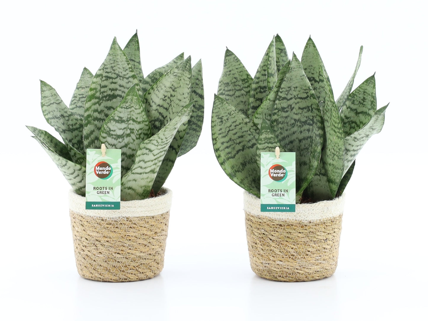 Sansevieria Black Coral 35cm 14cm Pot
