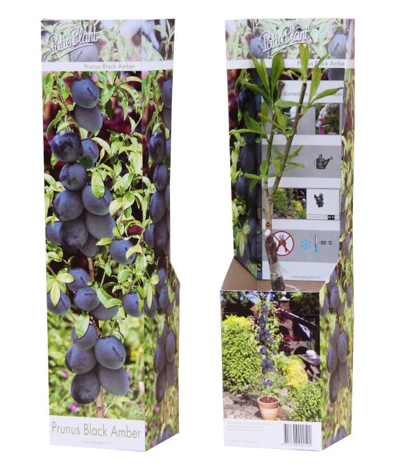 Valk BV Patioplant Prunus domestica Pack of 12