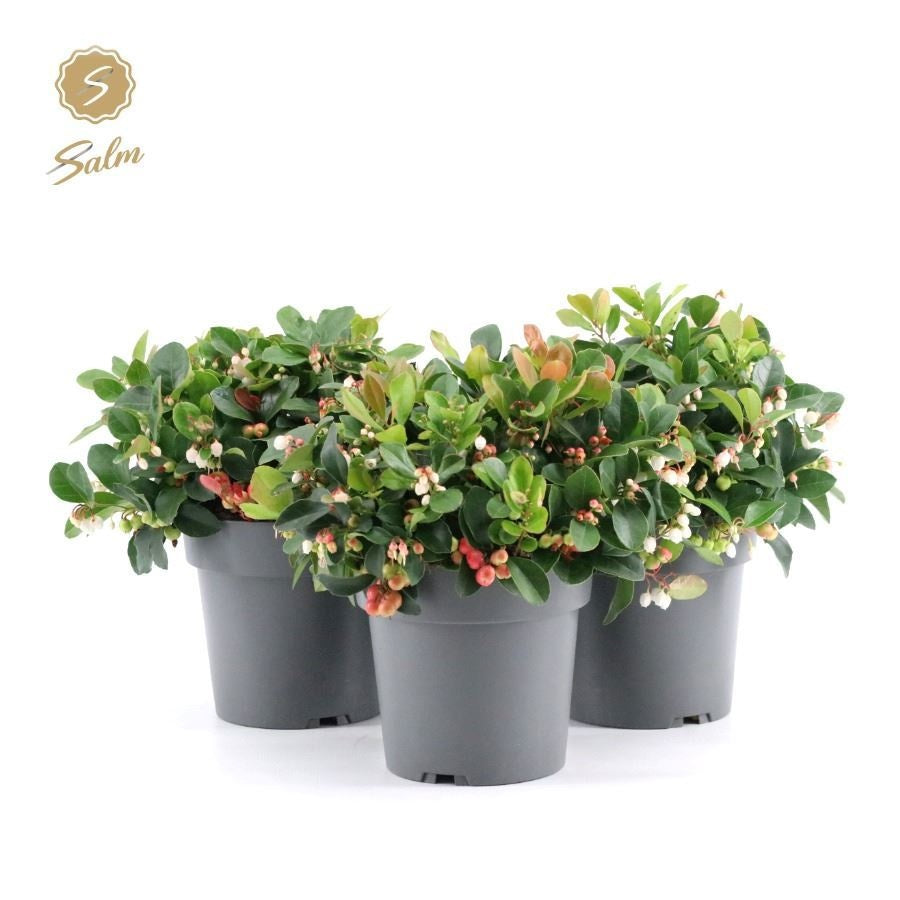 Gaultheria procumbens Big Berry 28cm 15cm Pot