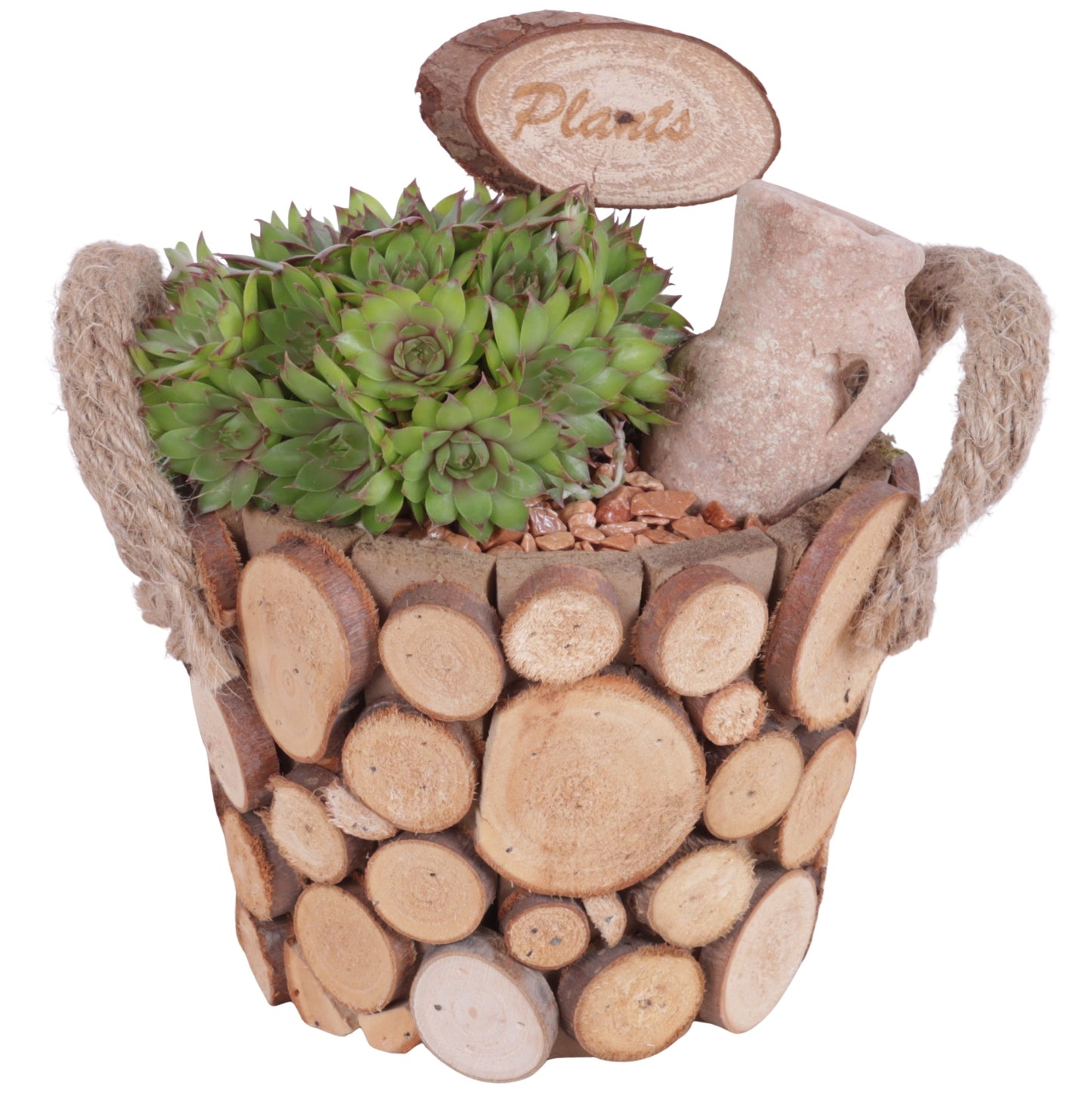 arr. Sempervivum 20cm 16cm Pot