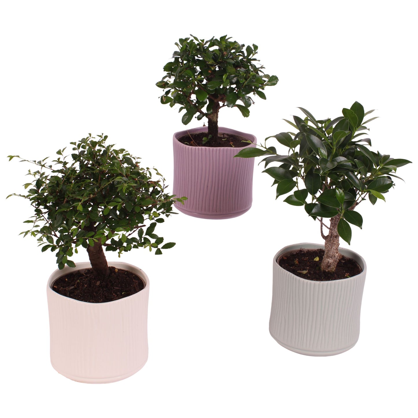 Bonsai mix 30cm 13cm Pot