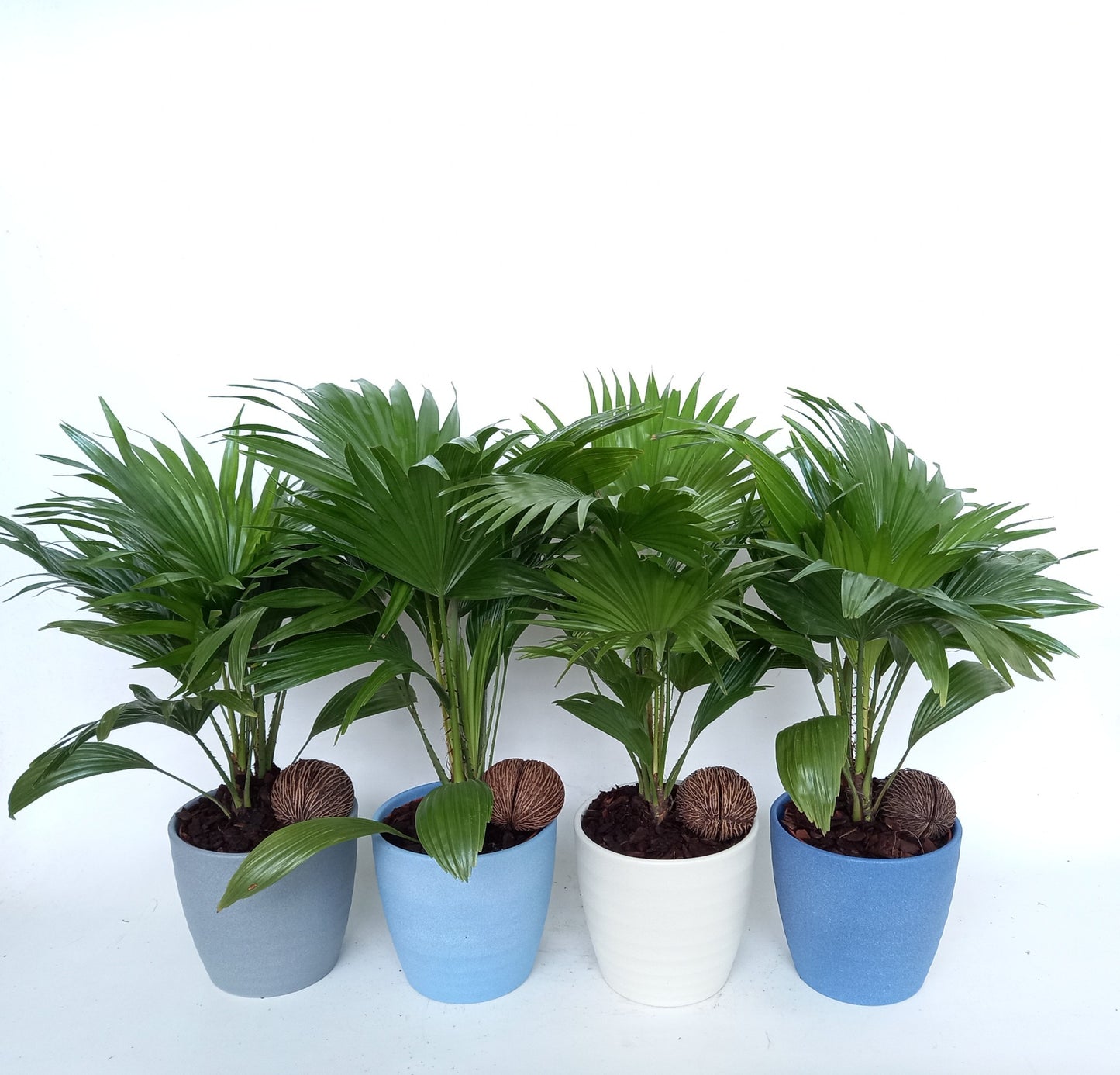 Livistona rotundifolia 50cm 515cm Pot