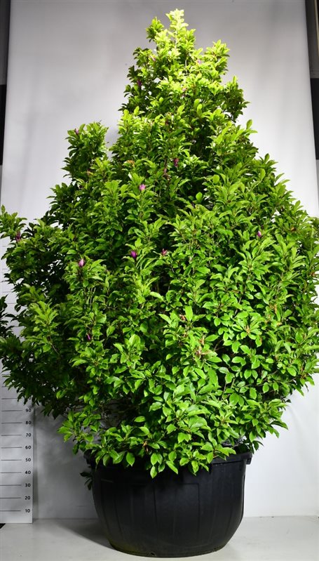 Magnolia sou. Susan 400cm 110cm Pot