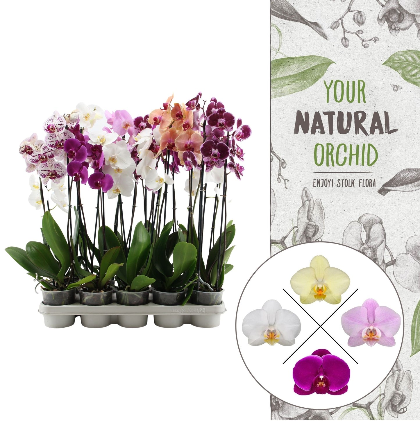 Phalaenopsis mix 55cm 12cm Pot