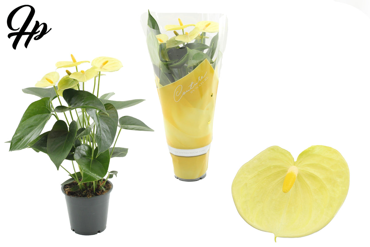 Anthurium Vanilla 40cm 12cm Pot
