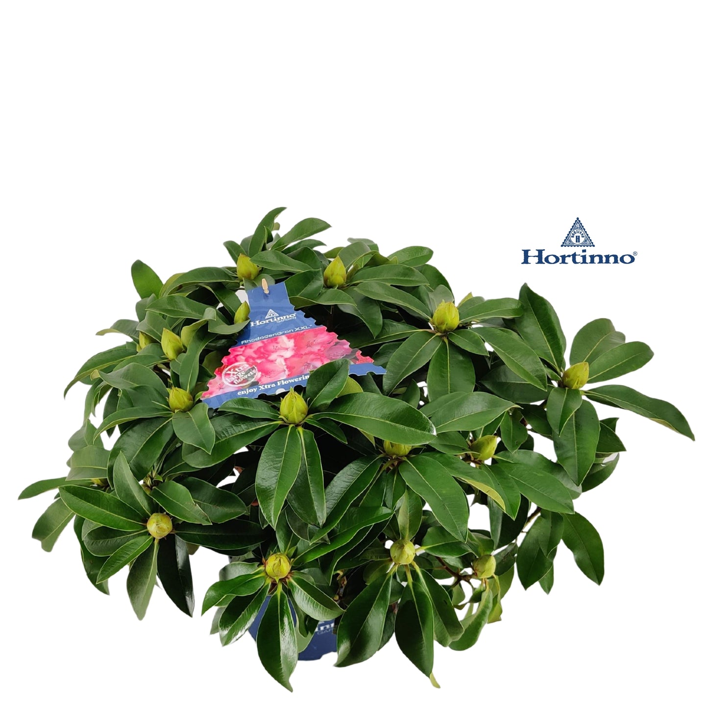 Leybaert BVBA Rhododendron XXL Pack of 1