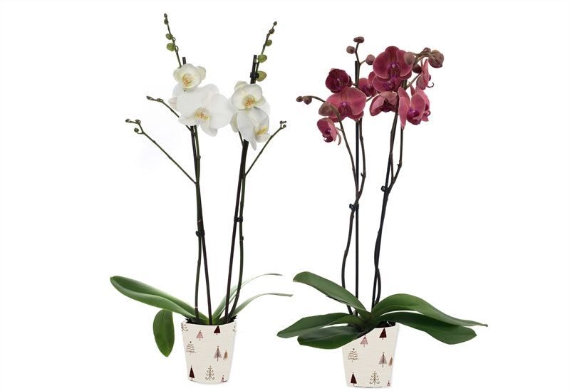Phalaenopsis mix 55cm 12cm Pot