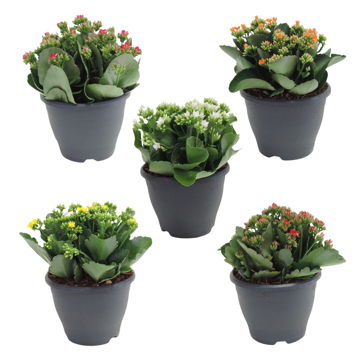 Kalanchoe double Gardenlina mix 30cm 19cm Pot