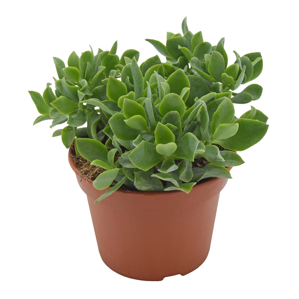 Crassula undilatifolia 21cm 15cm Pot
