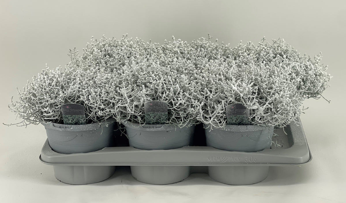 Leucophyta brownii 26cm 17cm Pot