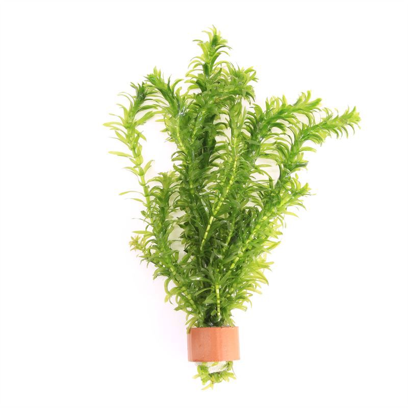 Egeria densa 5cm 2cm Pot