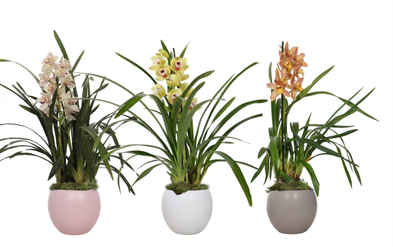 Cymbidium mix 50cm 12cm Pot