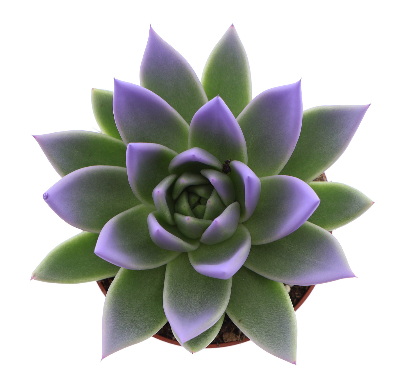 Euro Cactus Holland Bv Miranda tips dark milka Pack of 8