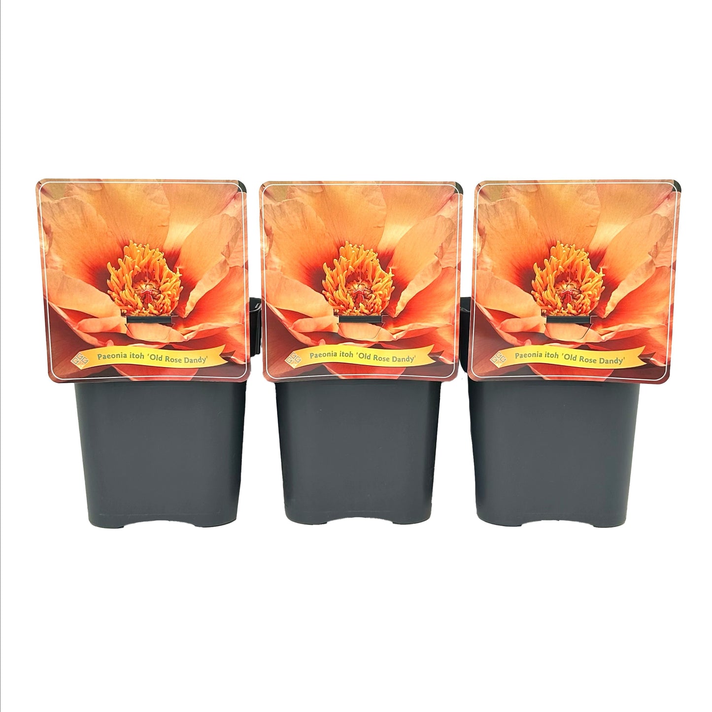 Gebr. Griffioen Paeonia Itoh Old Rose Dandy Pack of 1