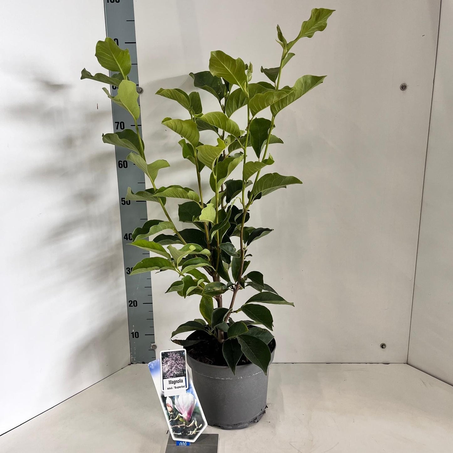 About Plants Zundert BV Magnolia soulangeana Superba Pack of 1