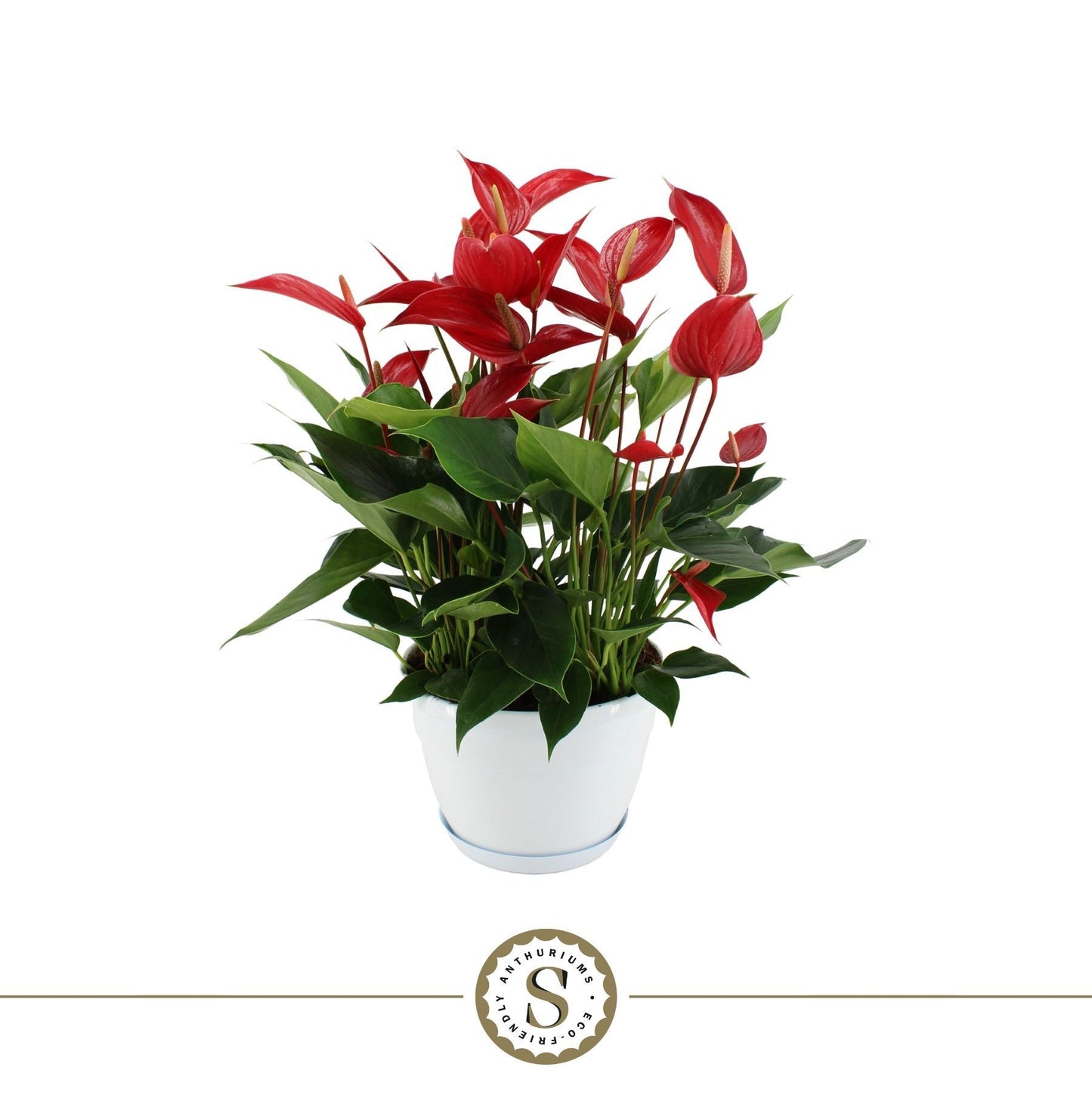 Anthurium Banderola Roja 45cm 20cm Pot