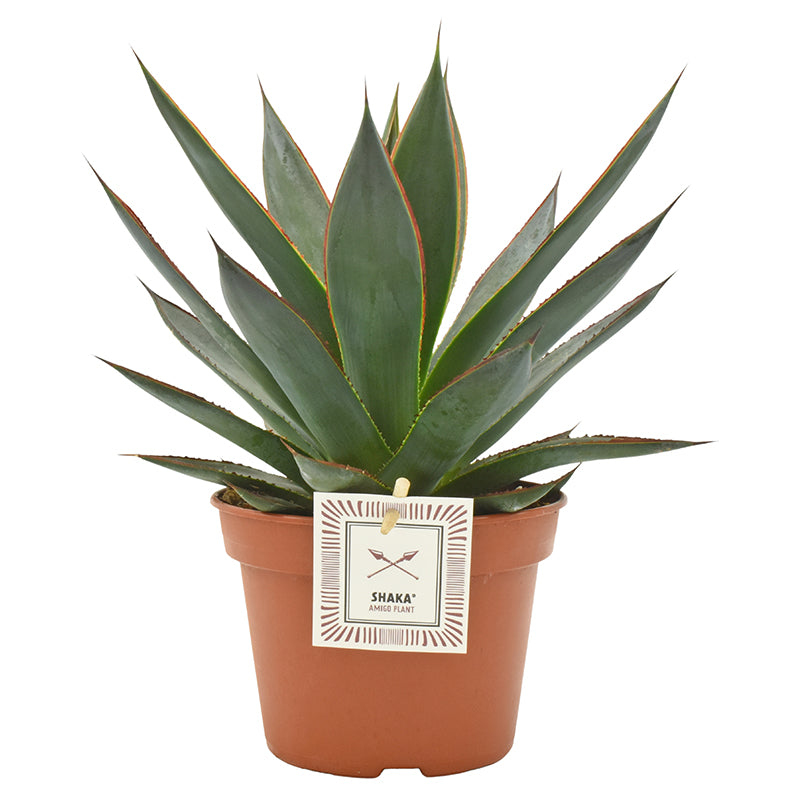 Agave Shaka Zulu 25cm 15cm Pot
