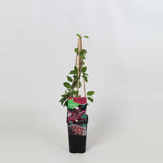 Lonicera Serotina 60cm 14cm Pot