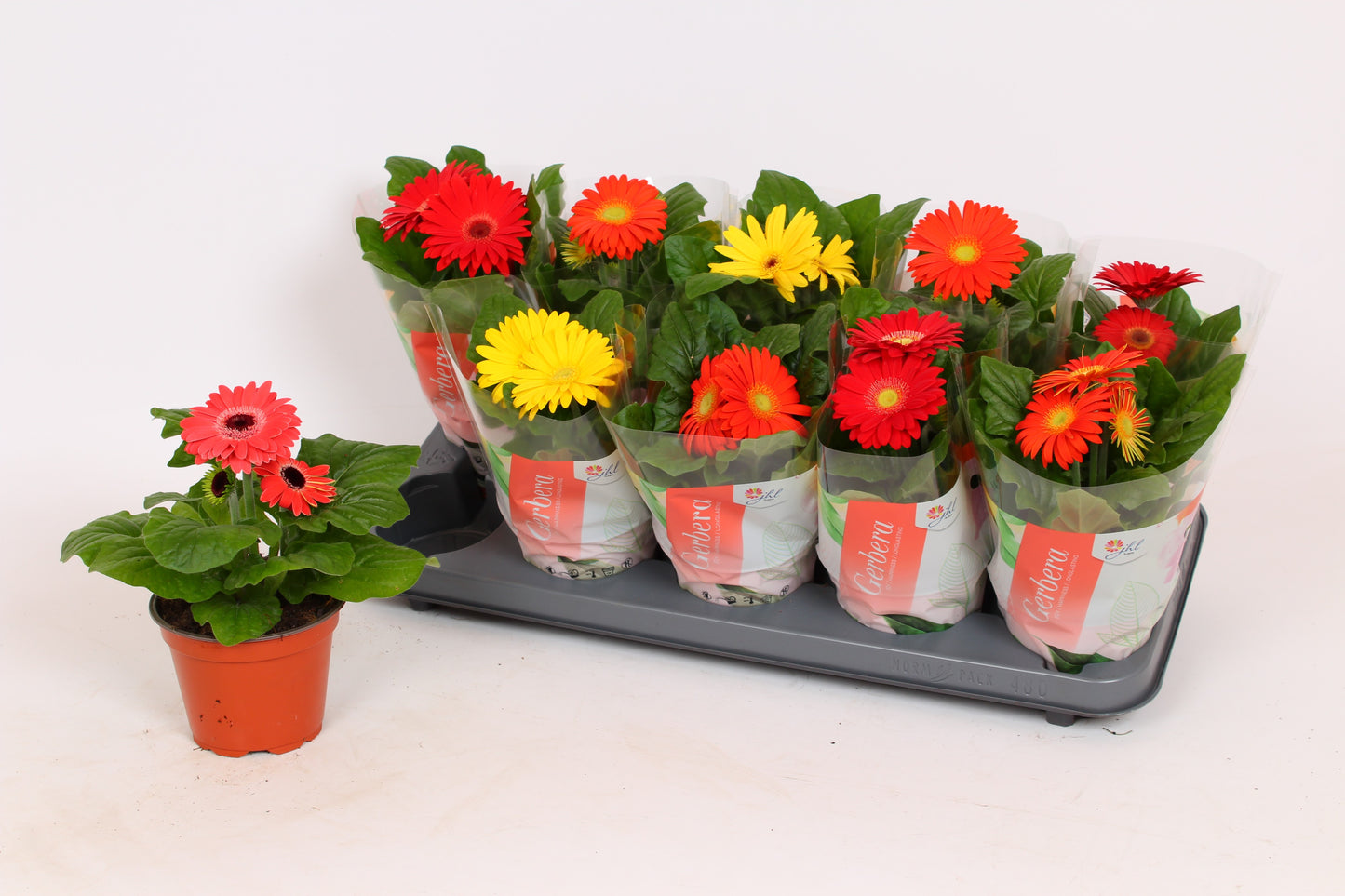 Gerbera Colourgame mix 20cm 12cm Pot