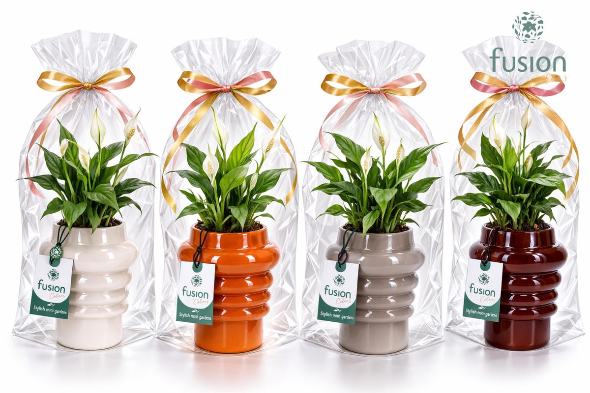 Keramiek ribbelpot met Spathiphyllum in klaphoes 55cm 12cm Pot