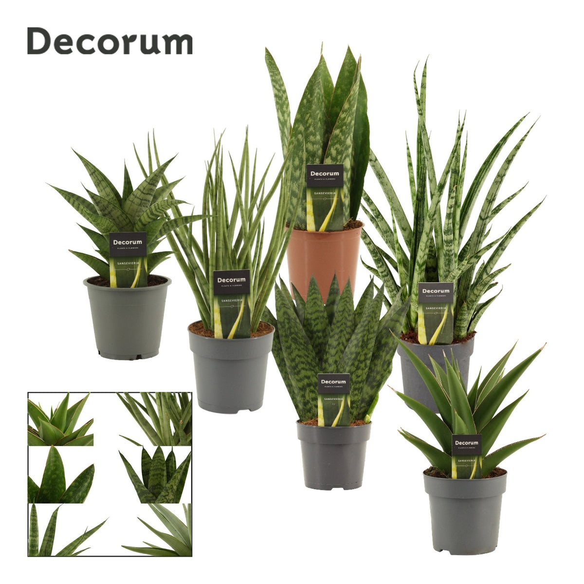 Sansevieria 35cm 12cm Pot