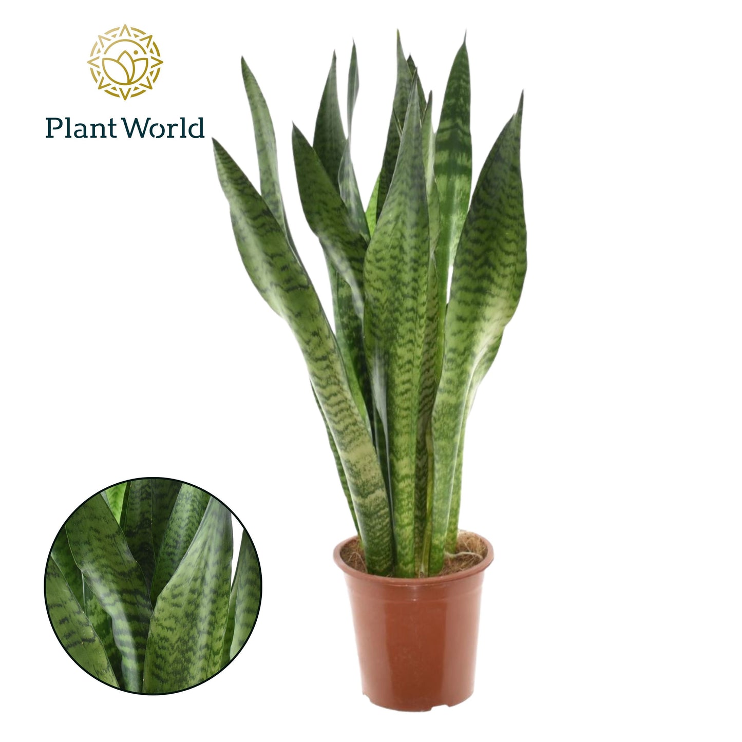 Sansevieria Zeylanica 75cm 17cm Pot