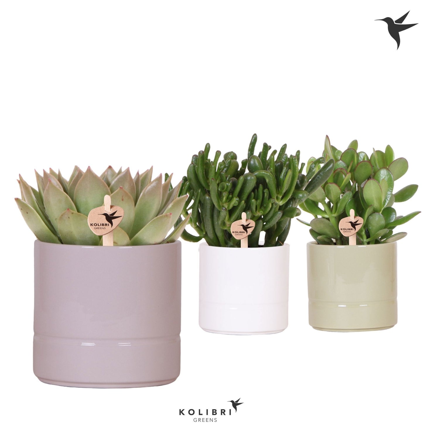 Succulent mix 25cm 12cm Pot