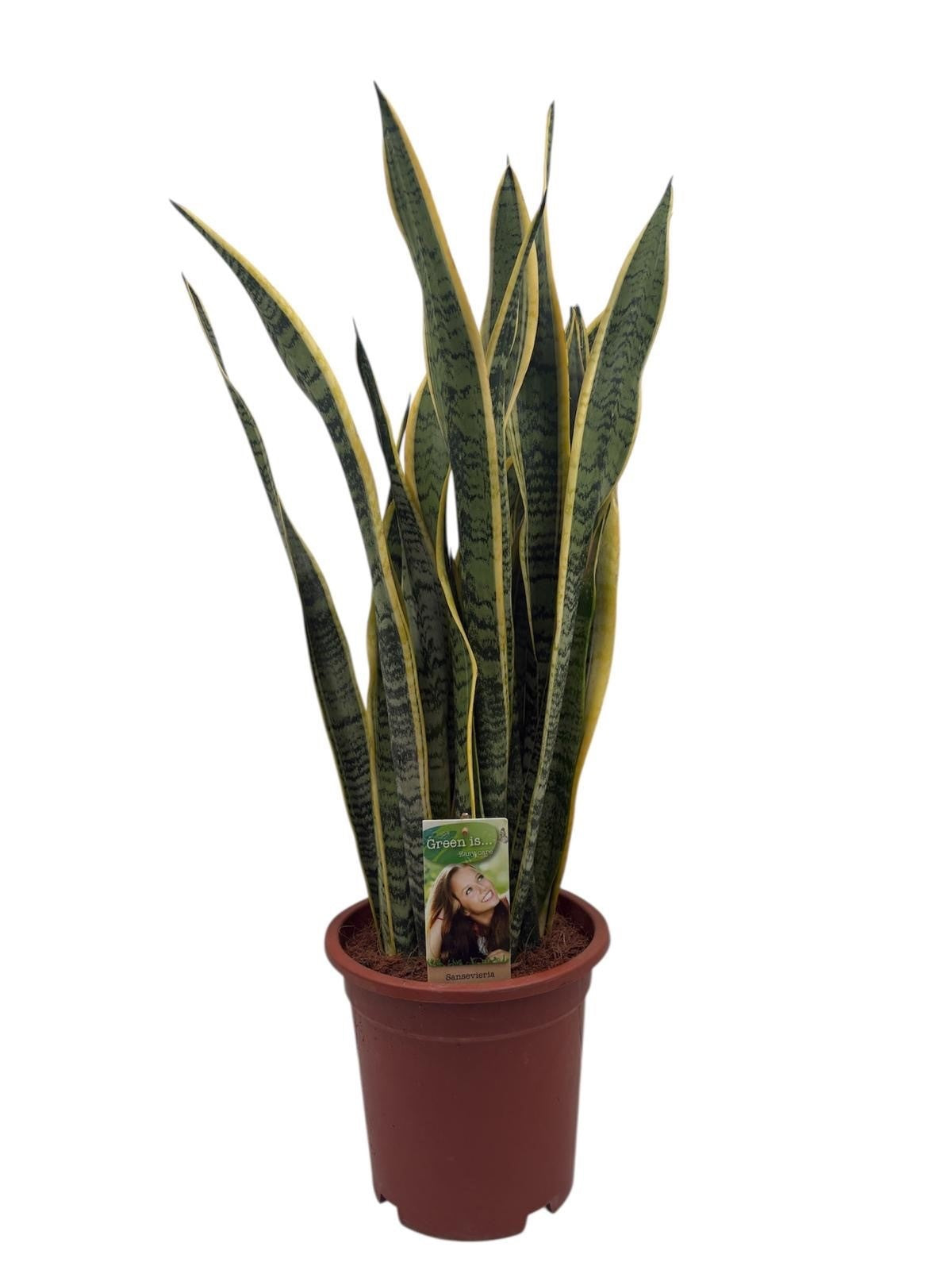 Sansevieria Laurentii 80cm 24cm Pot