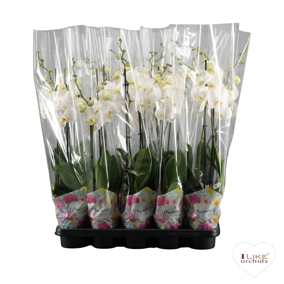 Phalaenopsis white 75cm 12cm Pot