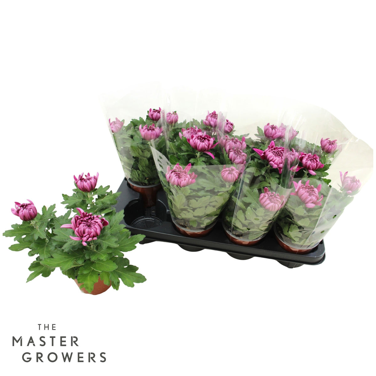 Chrysanthemum Cosmo Purple 25cm 12cm Pot