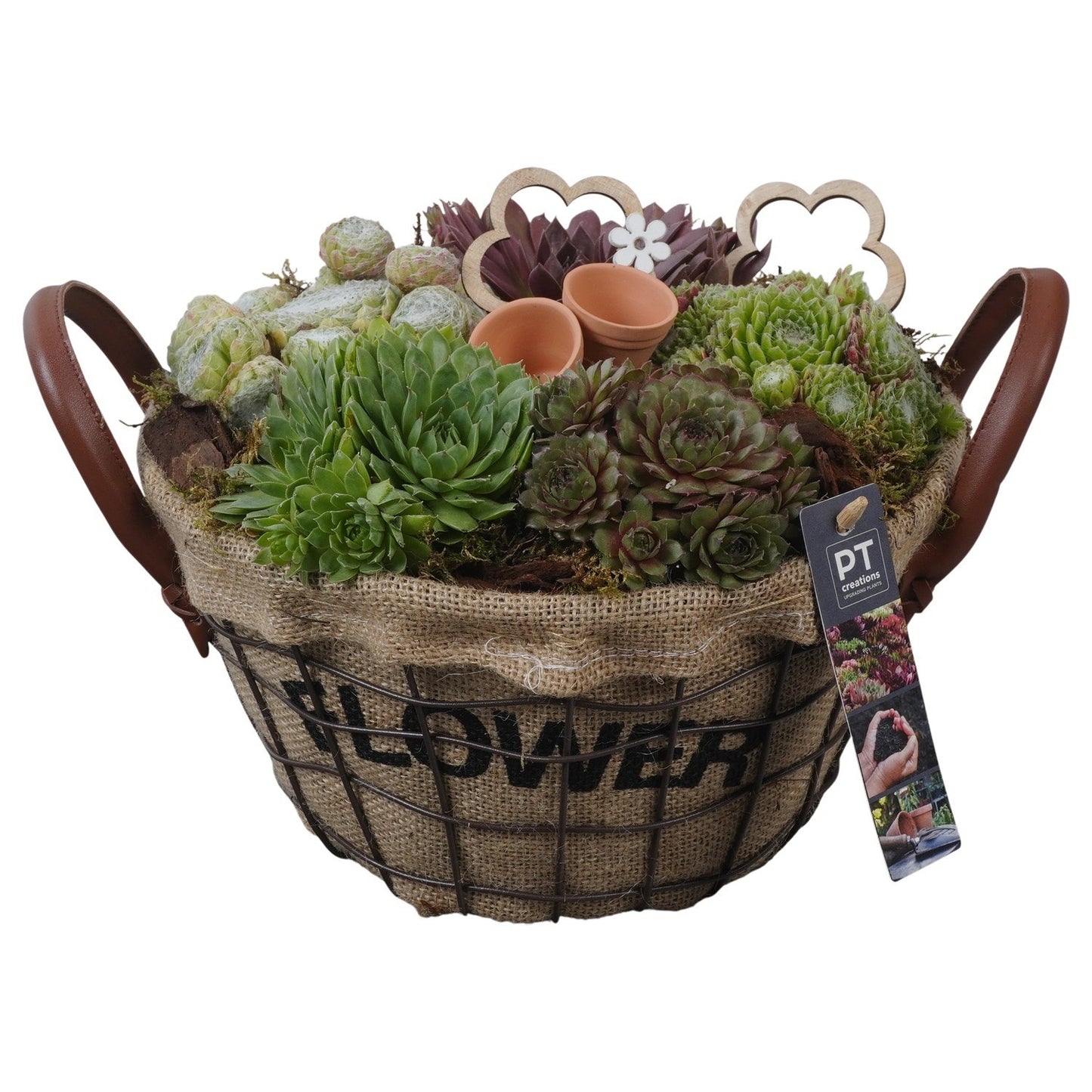 arr. Sempervivum 20cm 25cm Pot