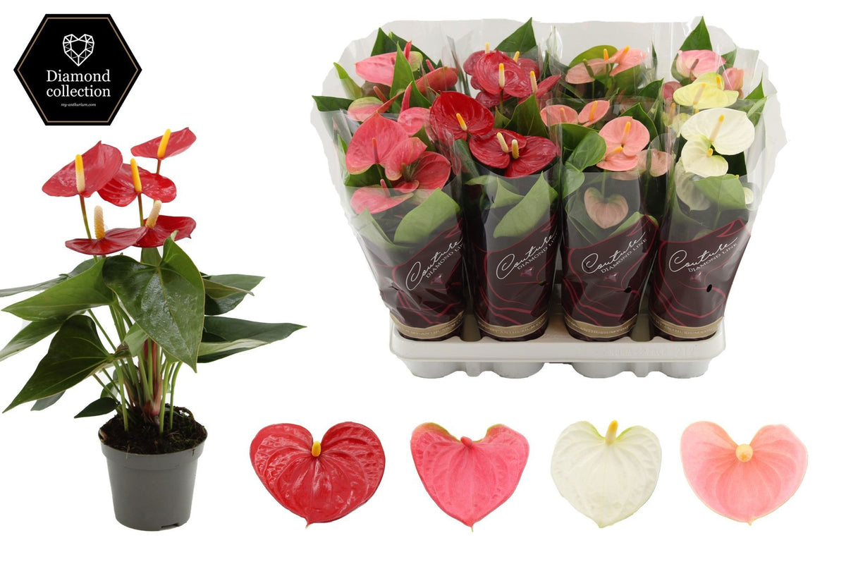 Anthurium mix 25cm 9cm Pot