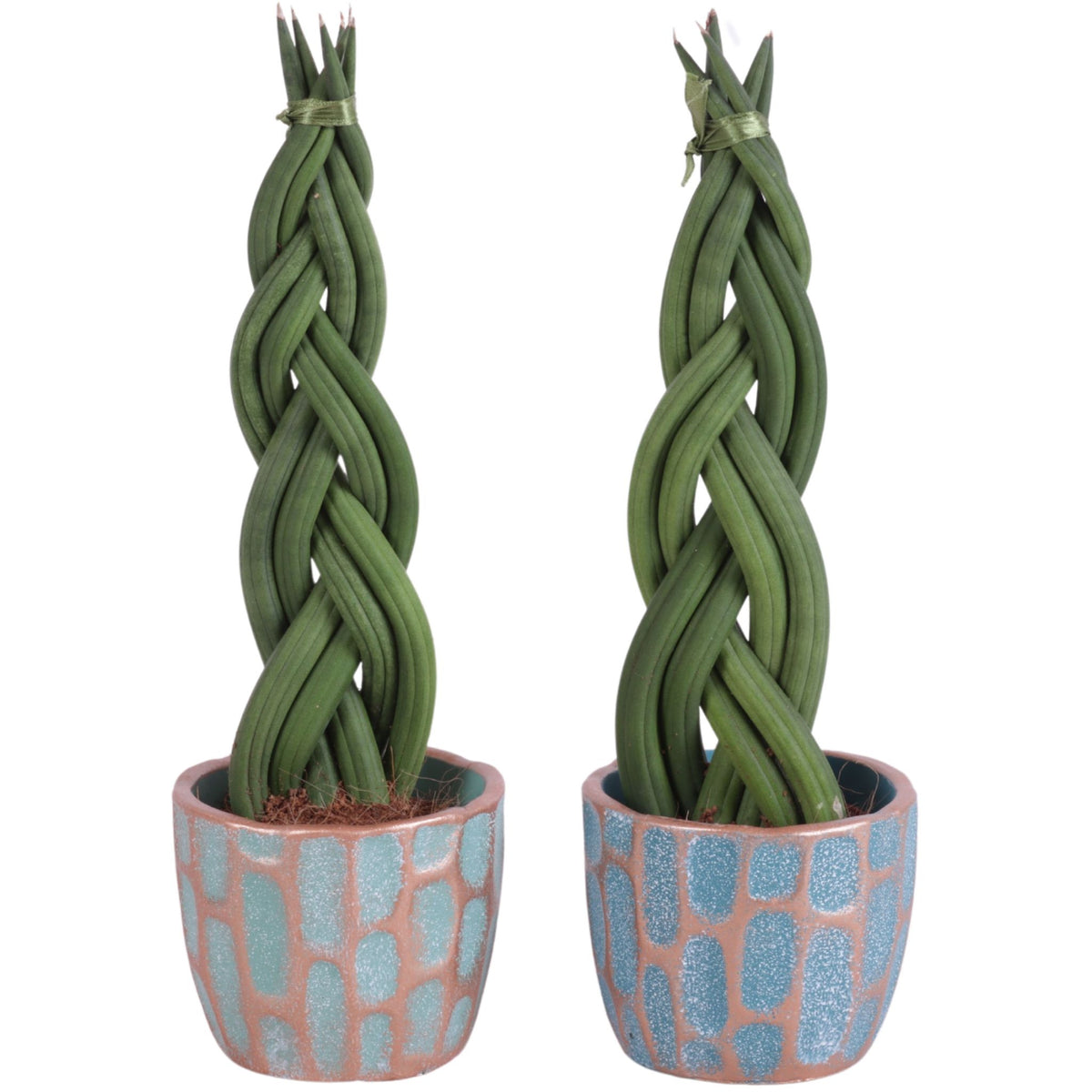 Sansevieria cylindrica 30cm 11cm Pot