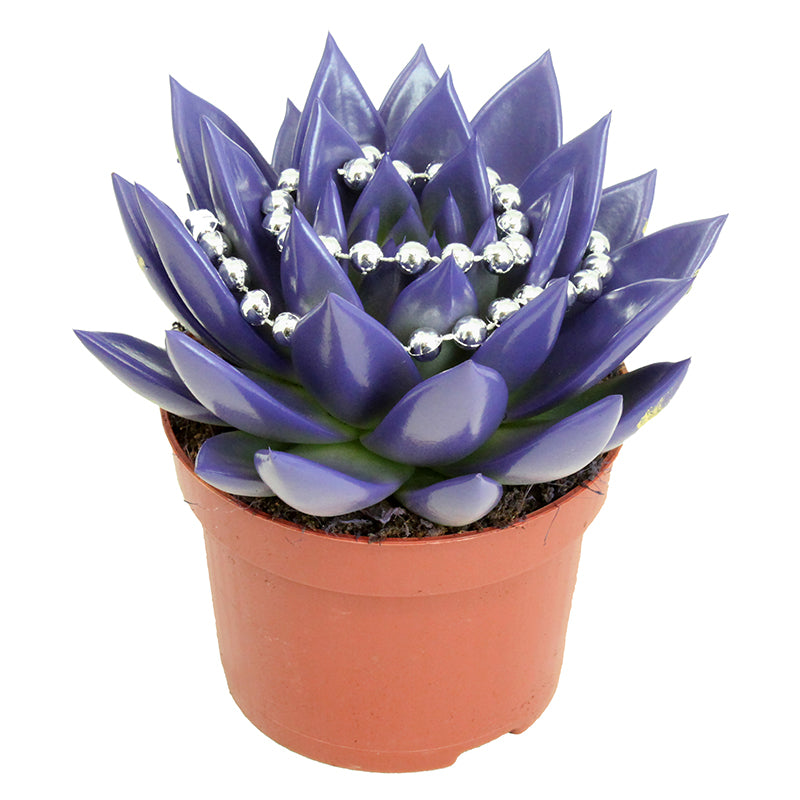 Echeveria Miranda 13cm 10.5cm Pot