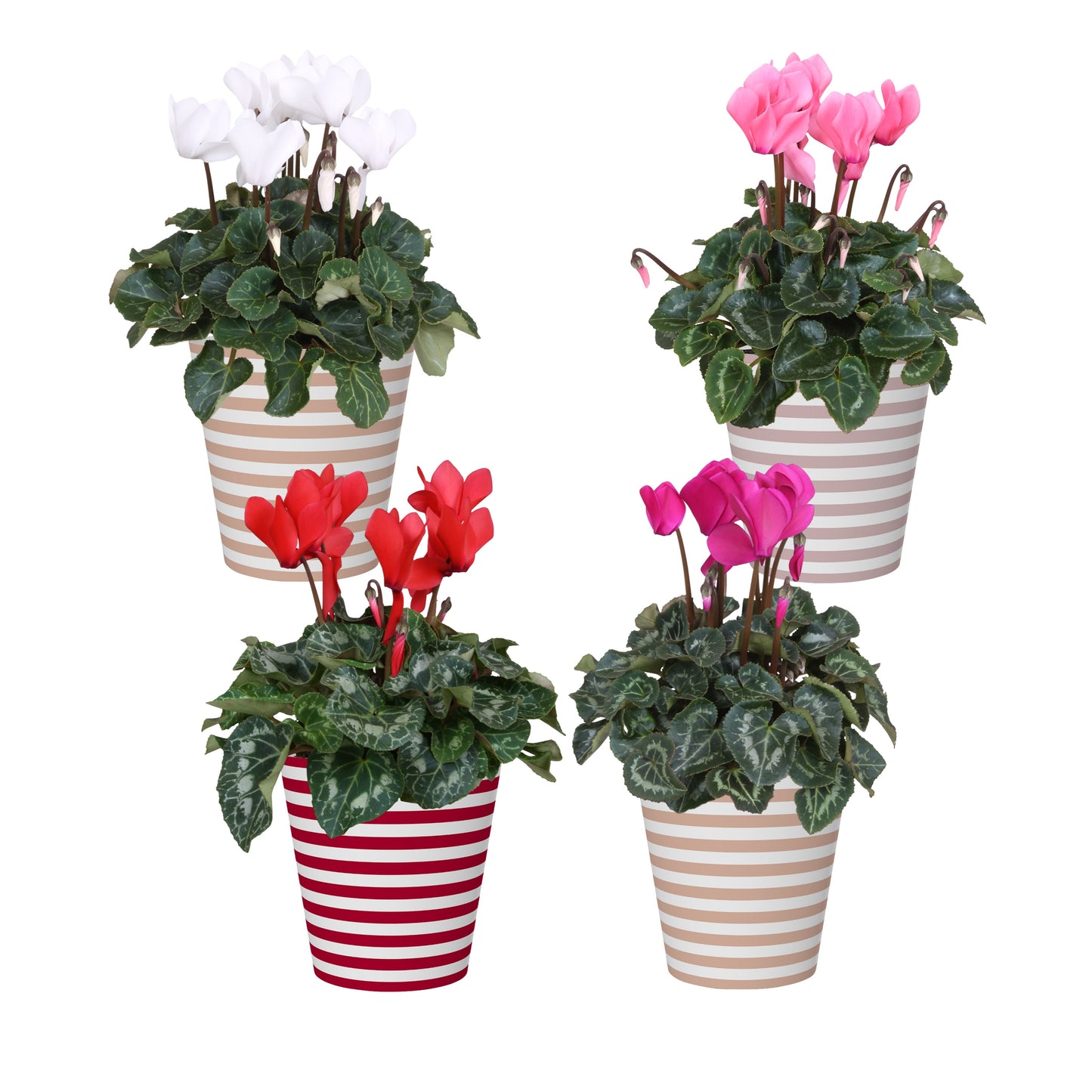 Cyclamen Allure 30cm 13cm Pot