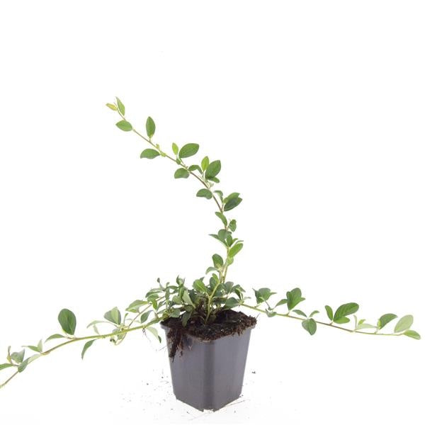 Boer, W.T.M. de Cotoneaster dammeri Pack of 12