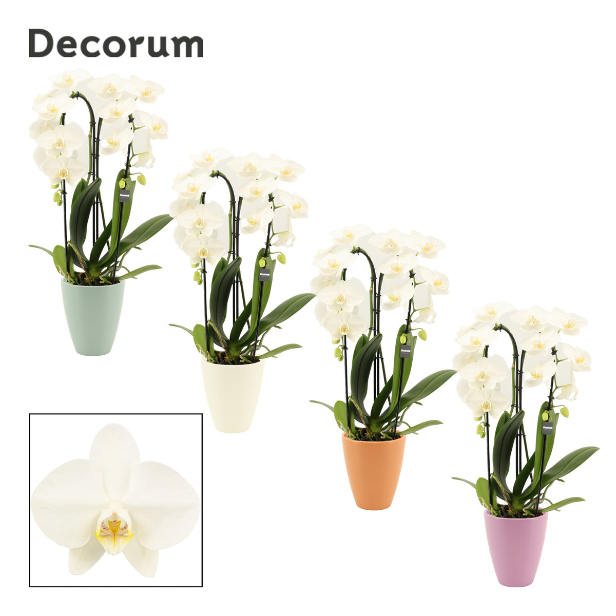 Phalaenopsis white 55cm 12cm Pot