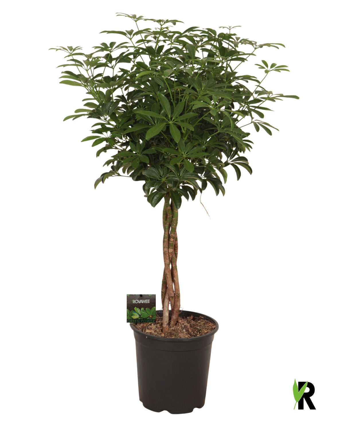 Schefflera Luseana 80cm 21cm Pot