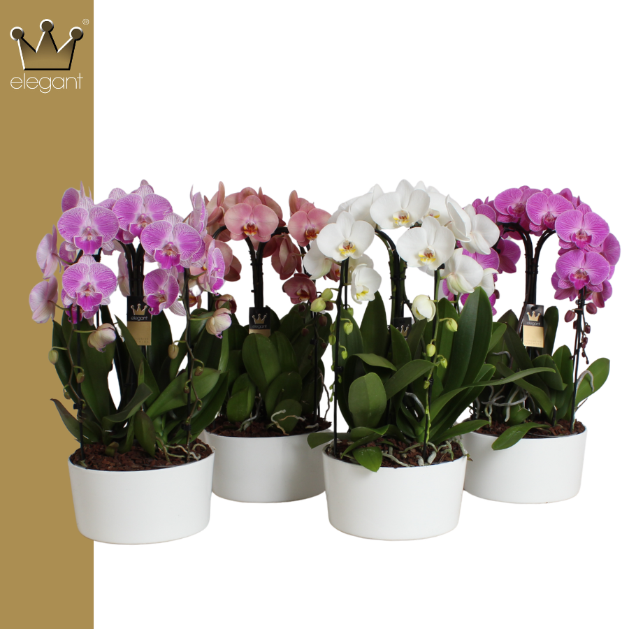 Bernhard New Variety Phalaenopsis white (+ drp.Carly) Pack of 2