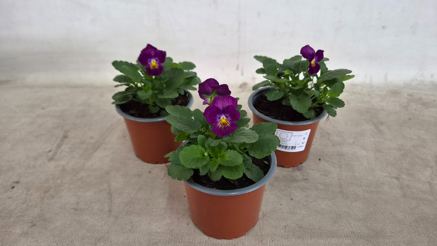 Viola Deltini Purple + Golden Centre 15cm 9cm Pot