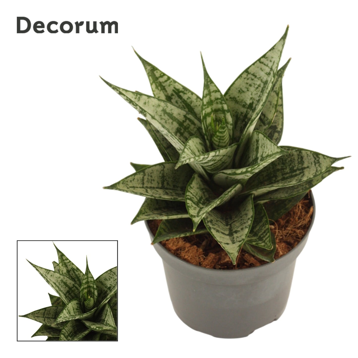 Sansevieria 22cm 9cm Pot
