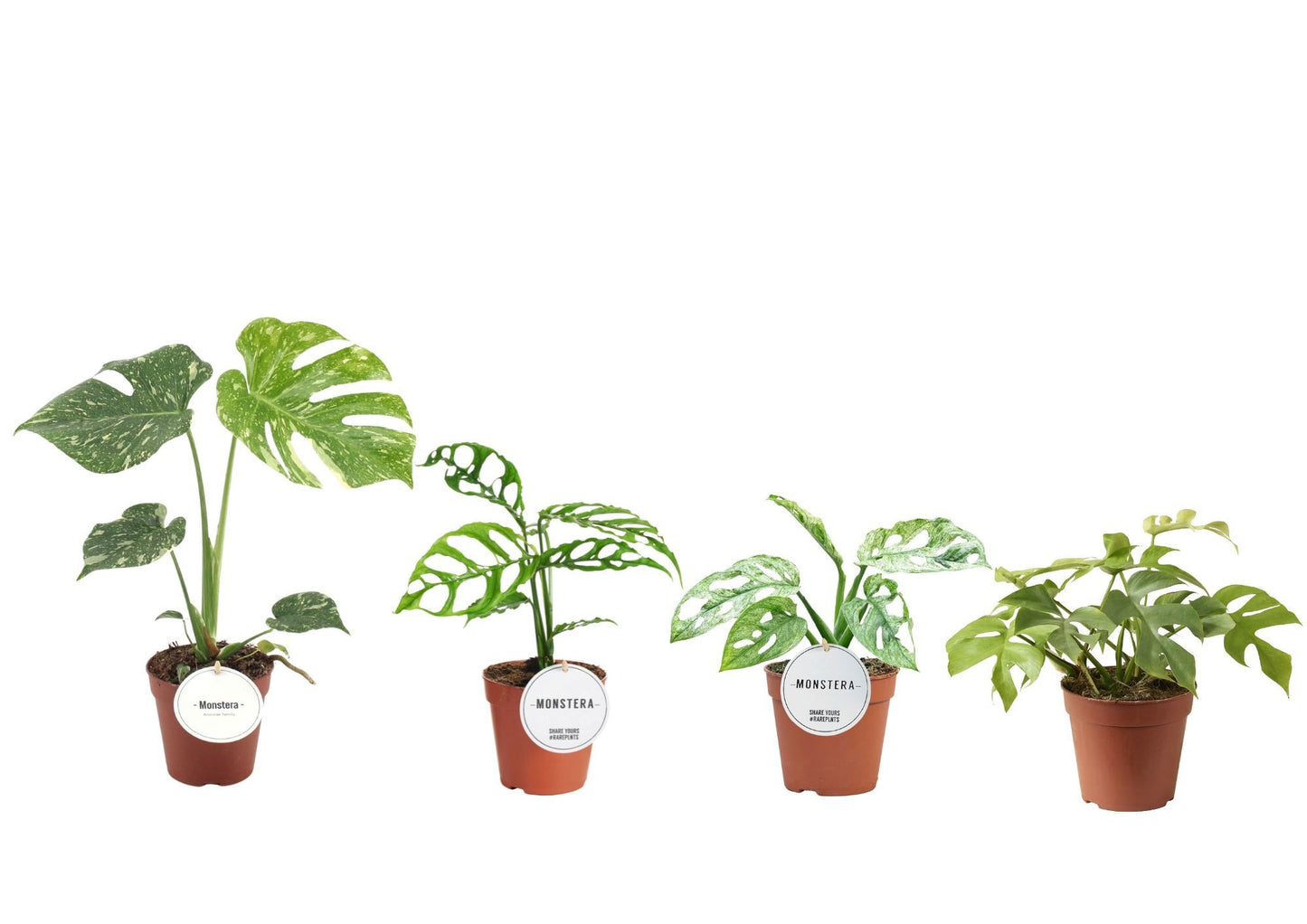 Monstera Variegated 25cm 12cm Pot