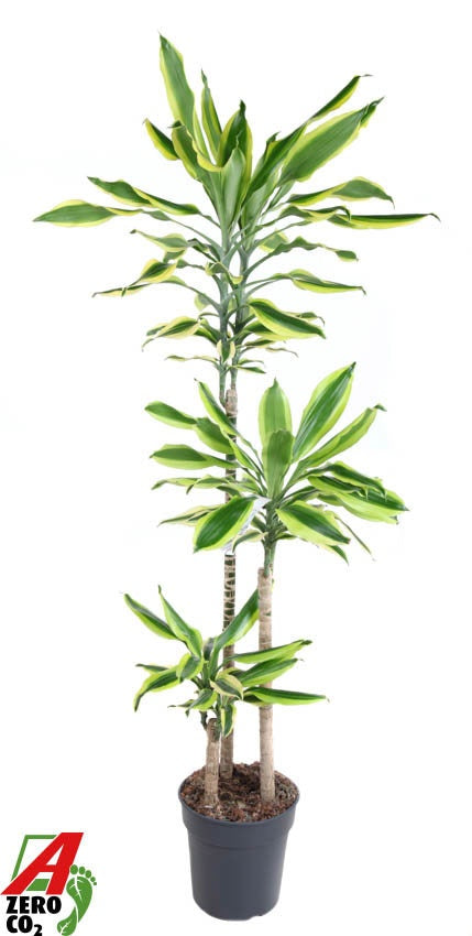 Dracaena fragrans 140cm 24cm Pot