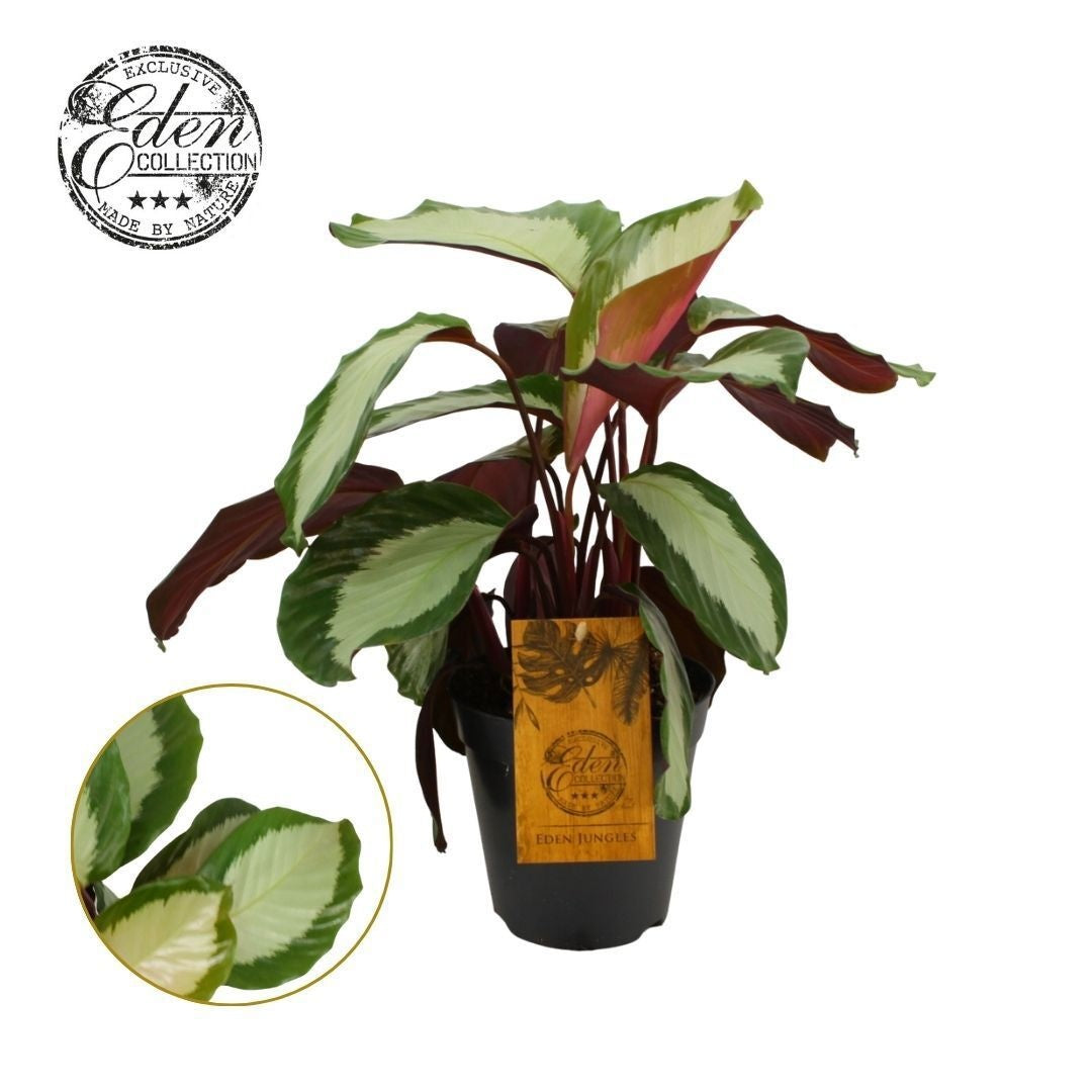 Calathea Hybrid 20cm 15cm Pot
