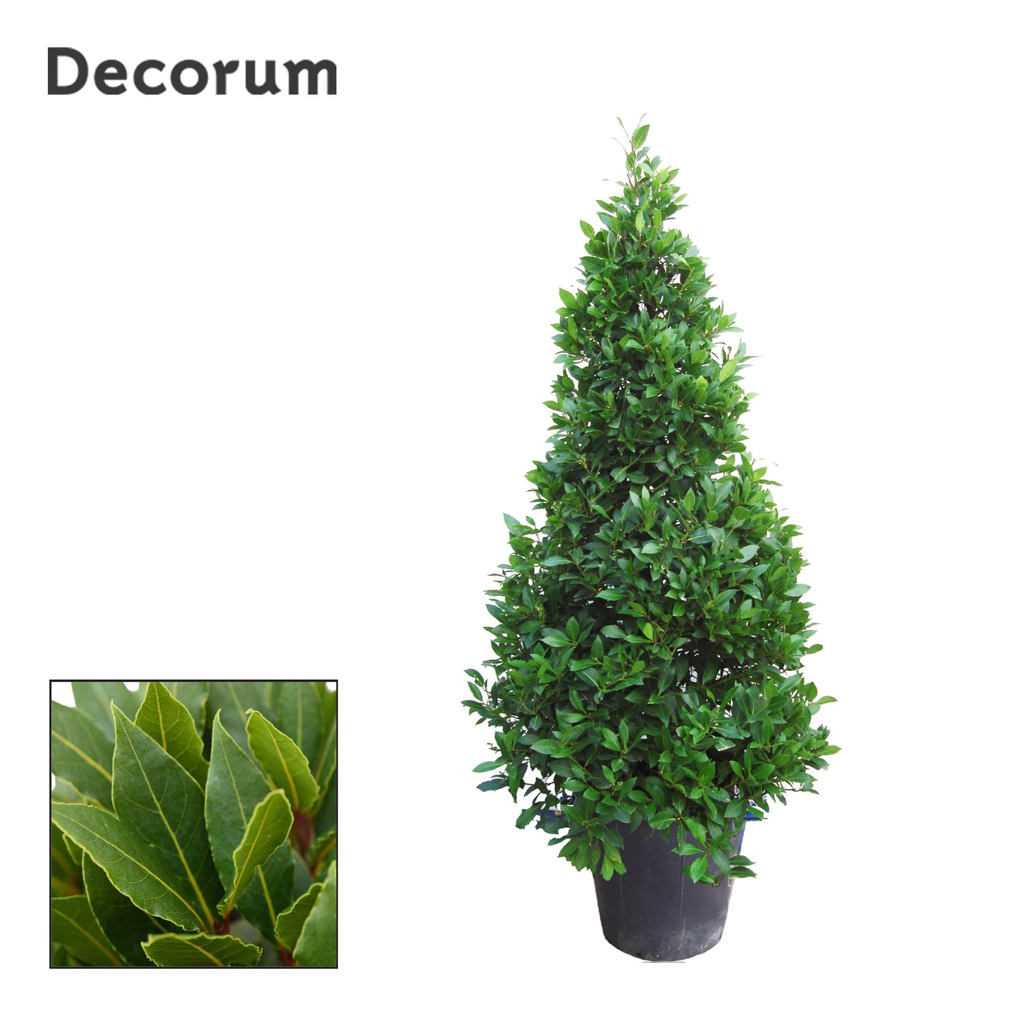 Laurus nobilis 190cm 40cm Pot