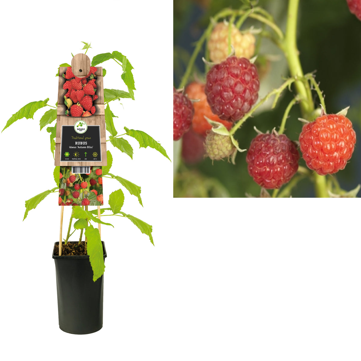 Rubus Autumn Bliss (Fall-bearing Blackberry) 75cm 17cm Pot