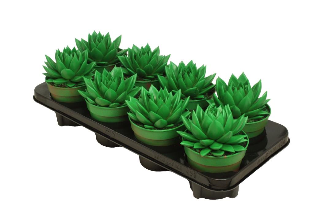 Echeveria Miranda 15cm 12cm Pot