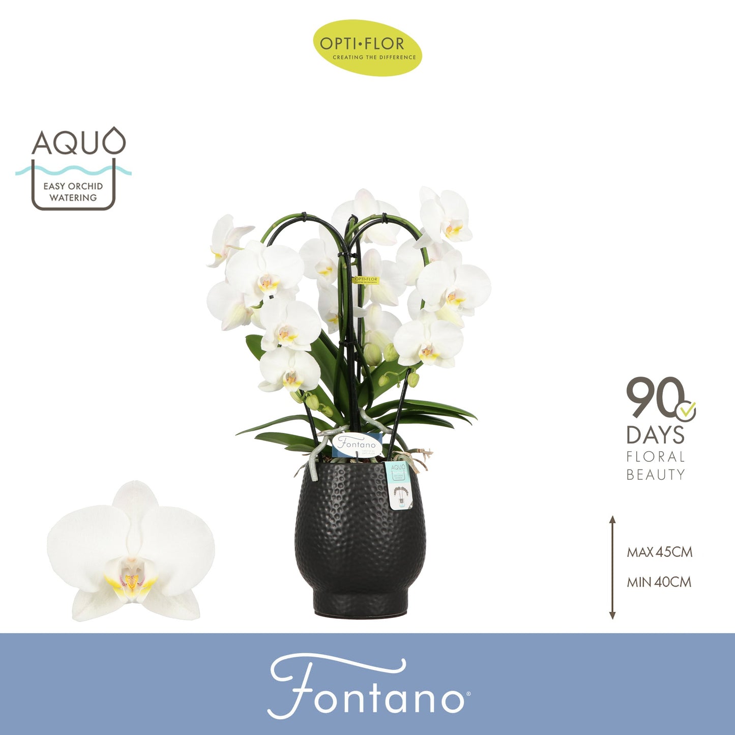 Opti-Flor Phalaenopsis Fontano Bellagio (+ drp.Abruzzo) Pack of 3