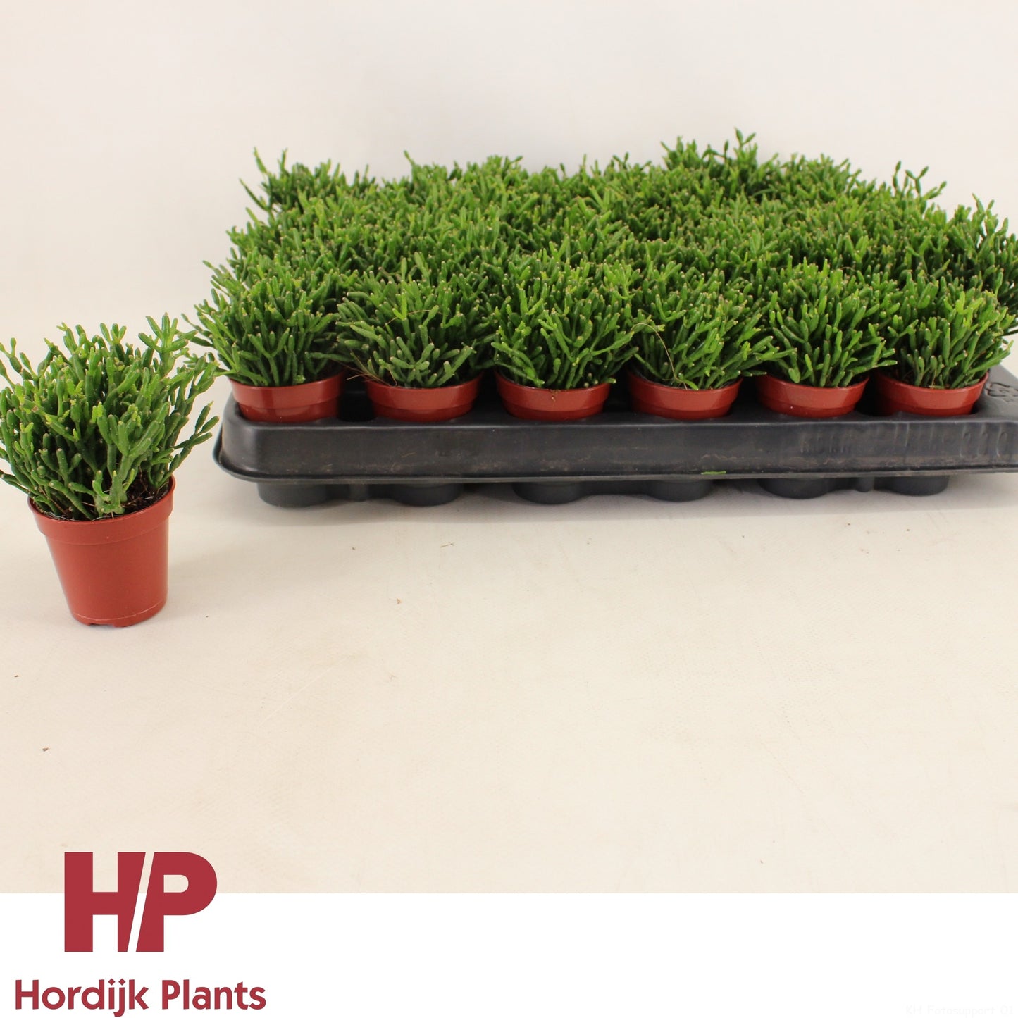 Hordijk Plants Hatiora Pack of 30