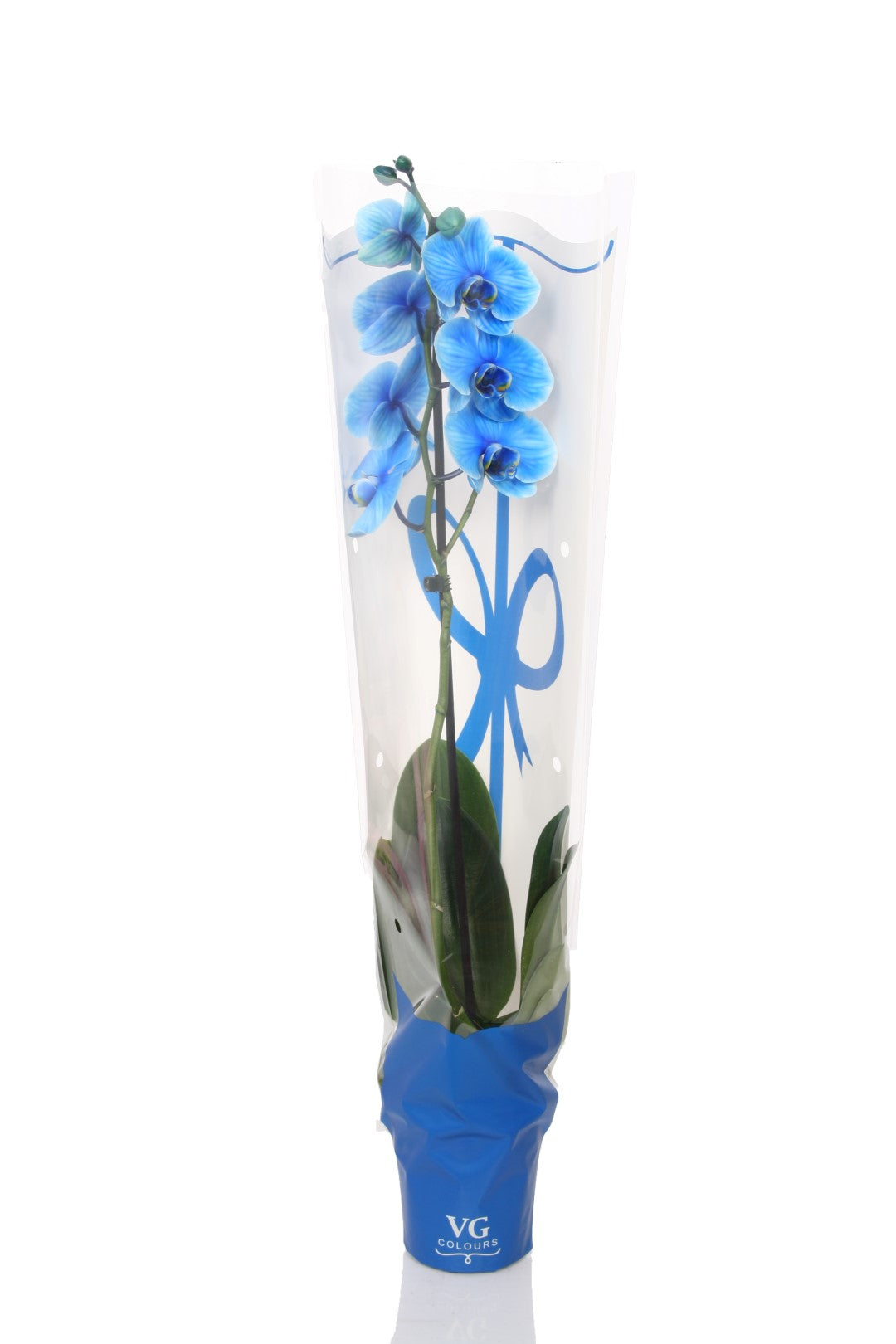 Phalaenopsis I Am Blue 55cm 12cm Pot